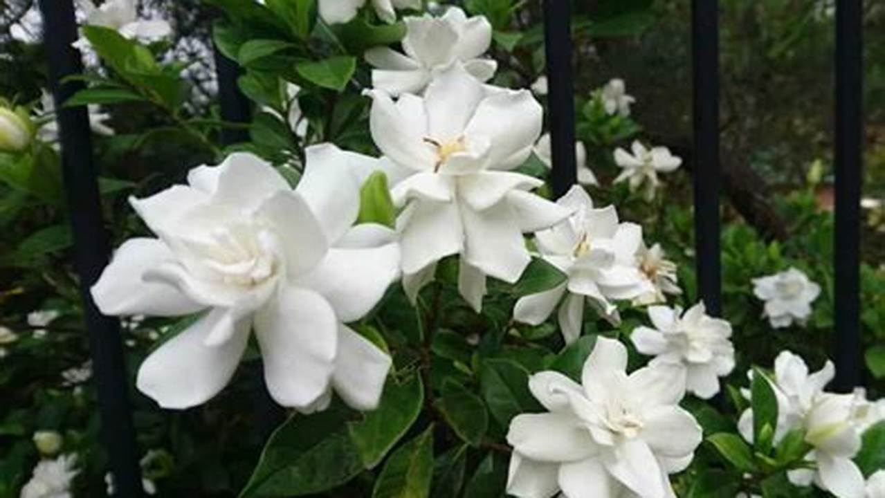 Temukan Rahasia Tersembunyi Tanaman Gardenia untuk Kebun Anda yang Menakjubkan