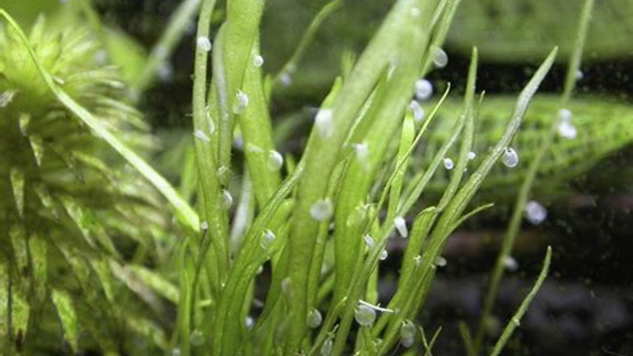 Tanaman Utricularia Graminifolia: Penemuan dan Wawasan Menjanjikan