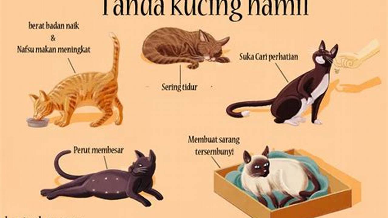 Kenali Tanda-Tanda Kucing Hamil untuk Perawatan Optimal