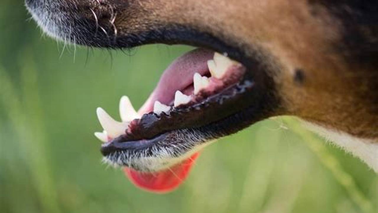 How to Stop Teeth Chattering in Dogs: Ultimate Guide