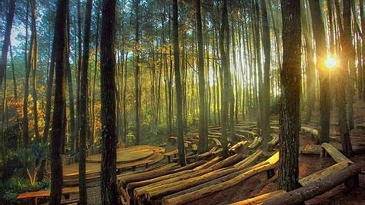 Jelajahi Pesona Hutan Pinus Terdekat, Destinasi Wisata yang Menjanjikan!