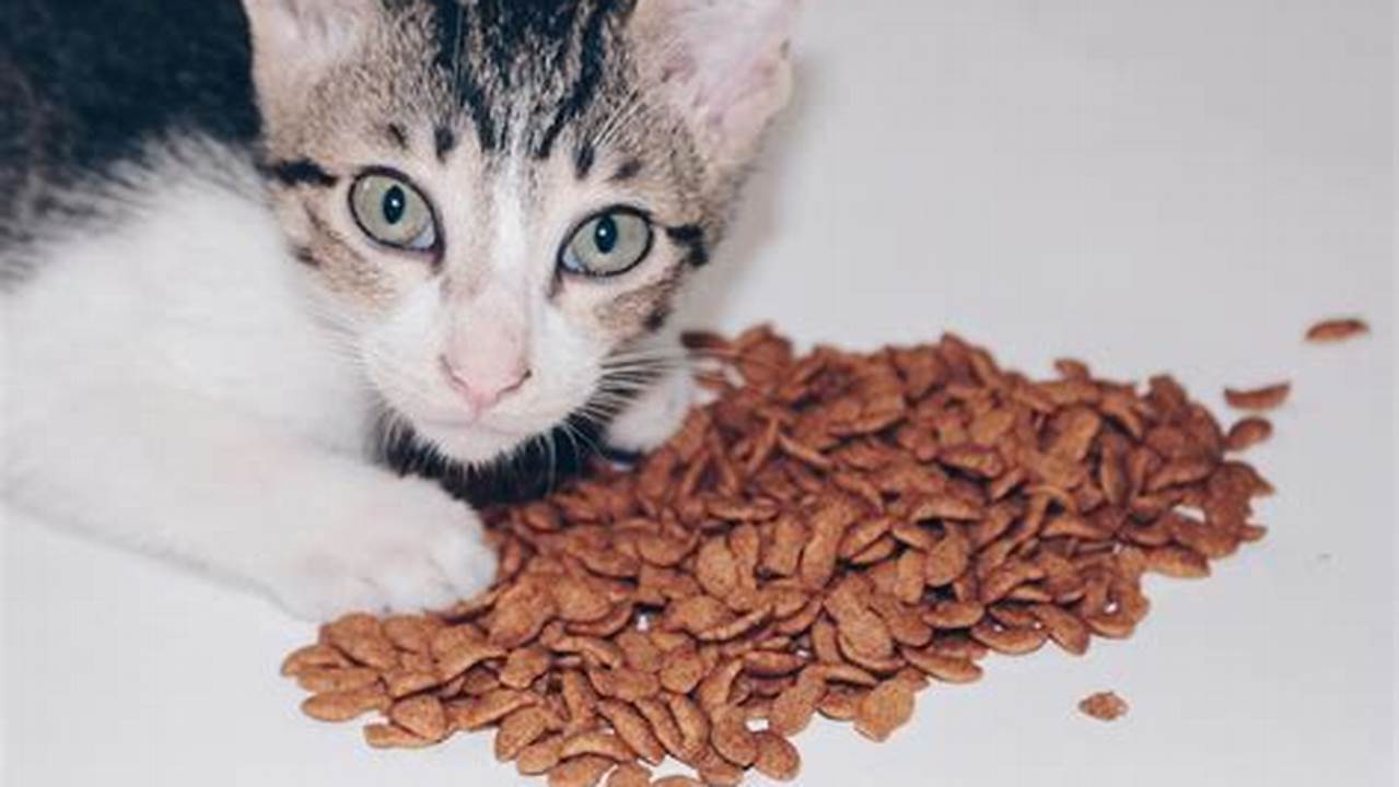 Kunci Rahasia Memilih Makanan Kucing yang Lezat dan Bernutrisi