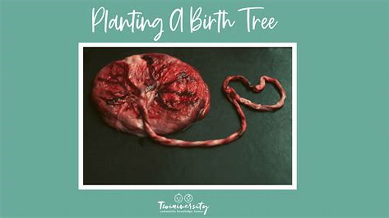 Discover Tree of Life Placenta Services: A Path to Postpartum Recovery