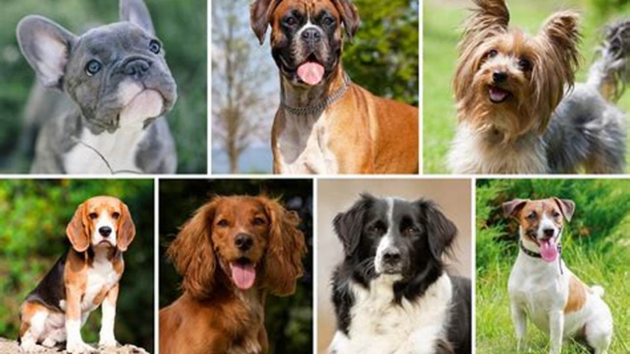 Different Types of Dogs: A Comprehensive Guide to Breeds and Temperaments