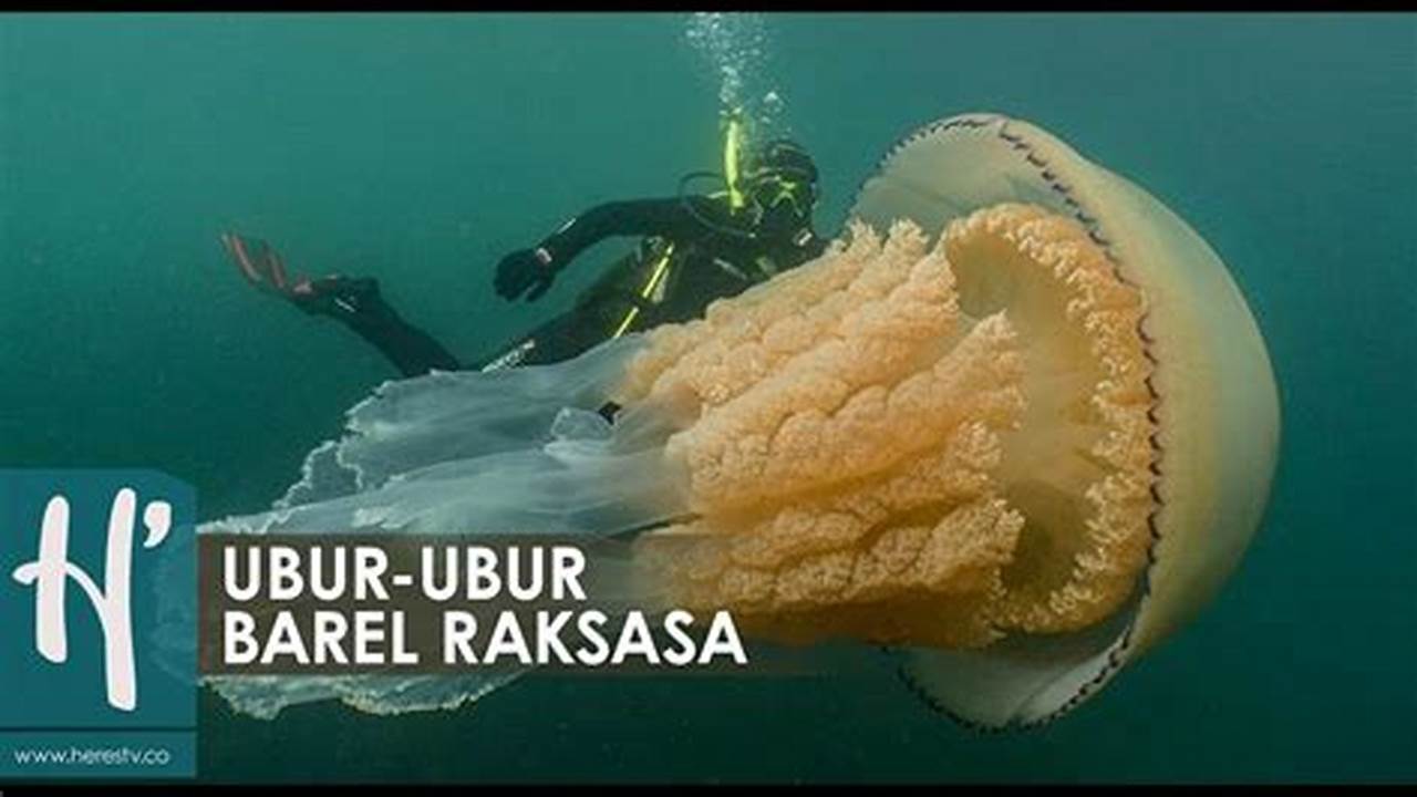 Ubur-ubur Raksasa: Fakta Menarik, Habitat, dan Dampaknya pada Ekosistem Laut