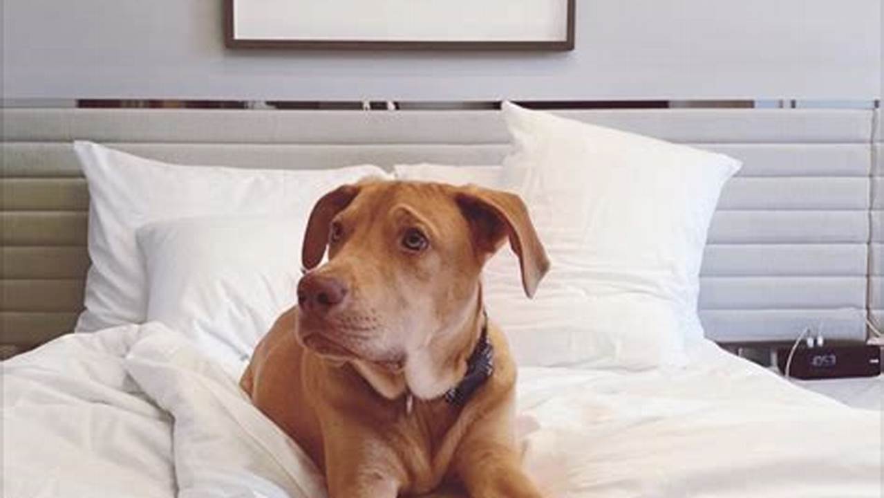 Discover the Ultimate Guide to Universal Pet Friendly Hotels in NYC