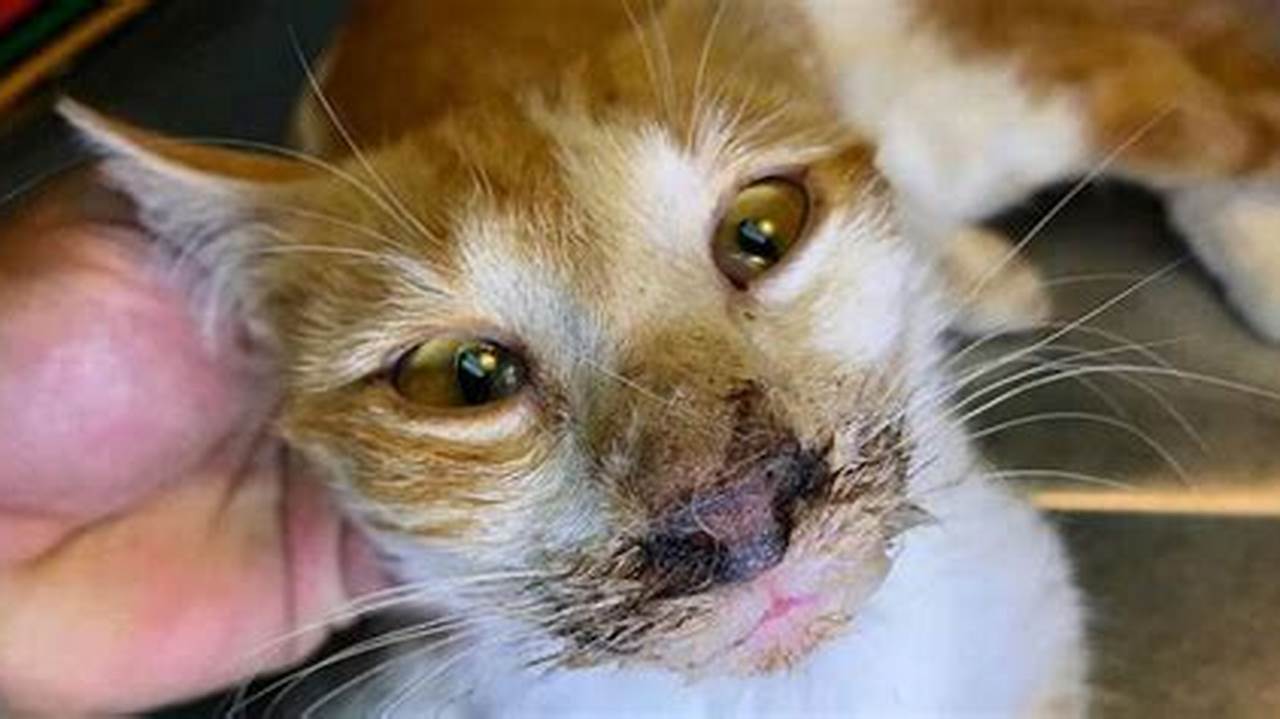 Virus Calici: Ancaman Serius bagi Kesehatan Kucing Anda