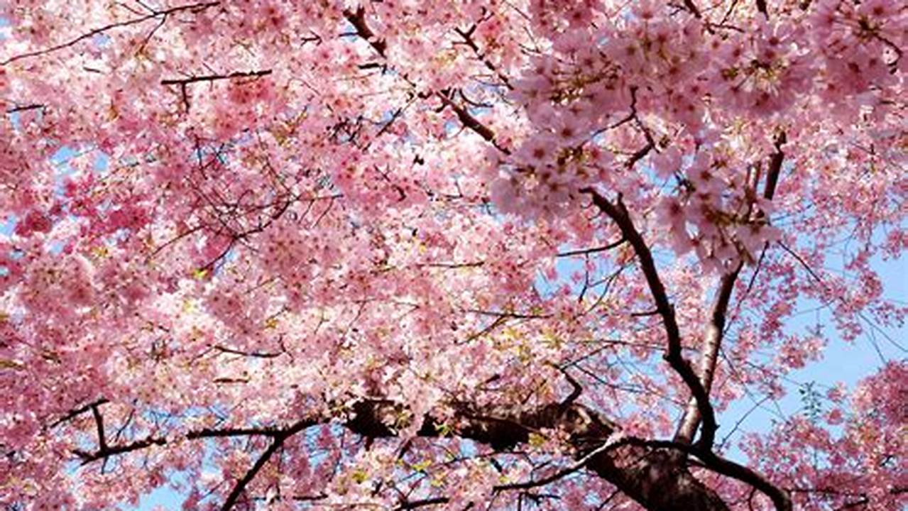 Temukan Beragam Keindahan Wallpaper Bunga Sakura yang Menawan