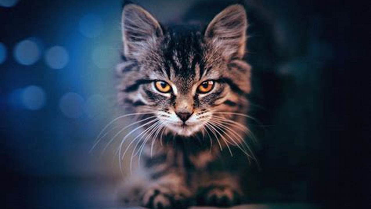 Wallpaper Kucing Lucu dan Menggemaskan untuk Mempercantik Layarmu