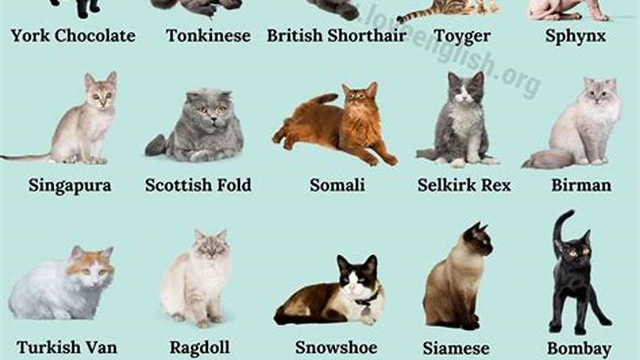How to Choose the Purrfect Cat Breed for Your Lifestyle