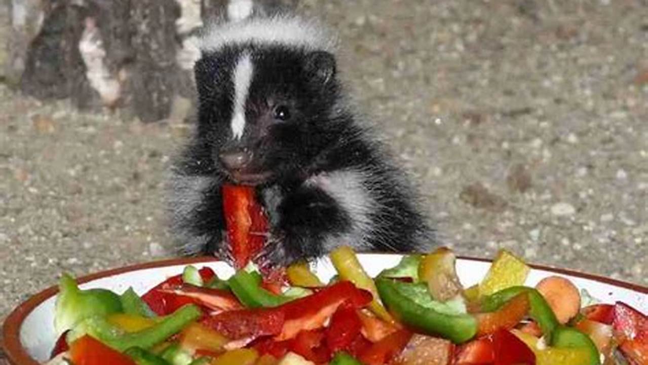 What Do Skunks Eat? A Comprehensive Guide to Their Omnivorous Diet