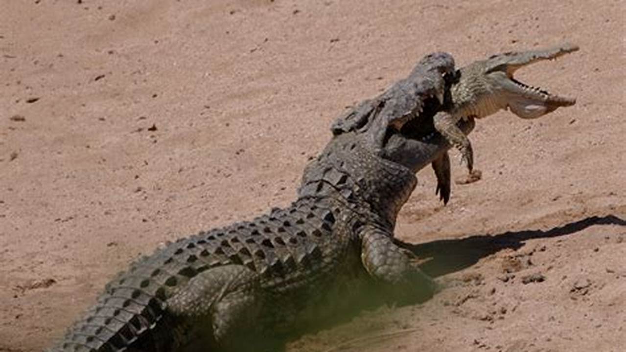 Unveil the Secrets: Predators of the Crocodile Kingdom Revealed