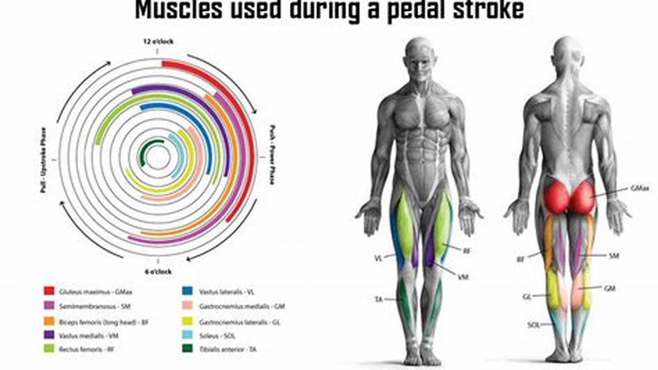 What Muscles Does Mountain Biking Work