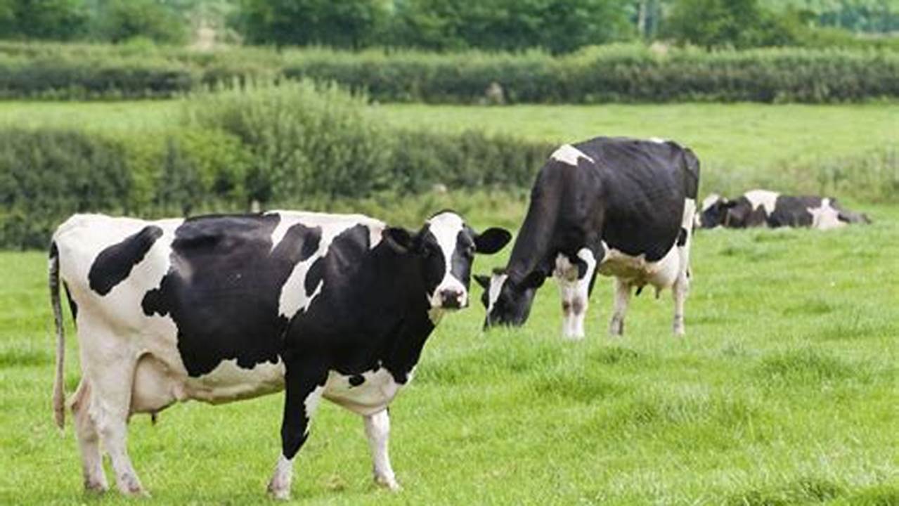 Unveiling the Dairy Farming Landscape: Discoveries and Insights