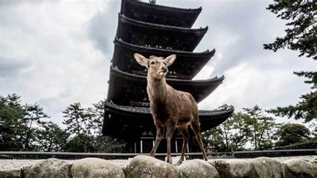 Jelajahi Nara, Jepang: Temukan Pesona Sejarah dan Alam yang Menawan