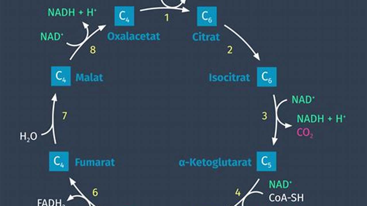 Citratzyklus: Wo Energie der Zelle entsteht