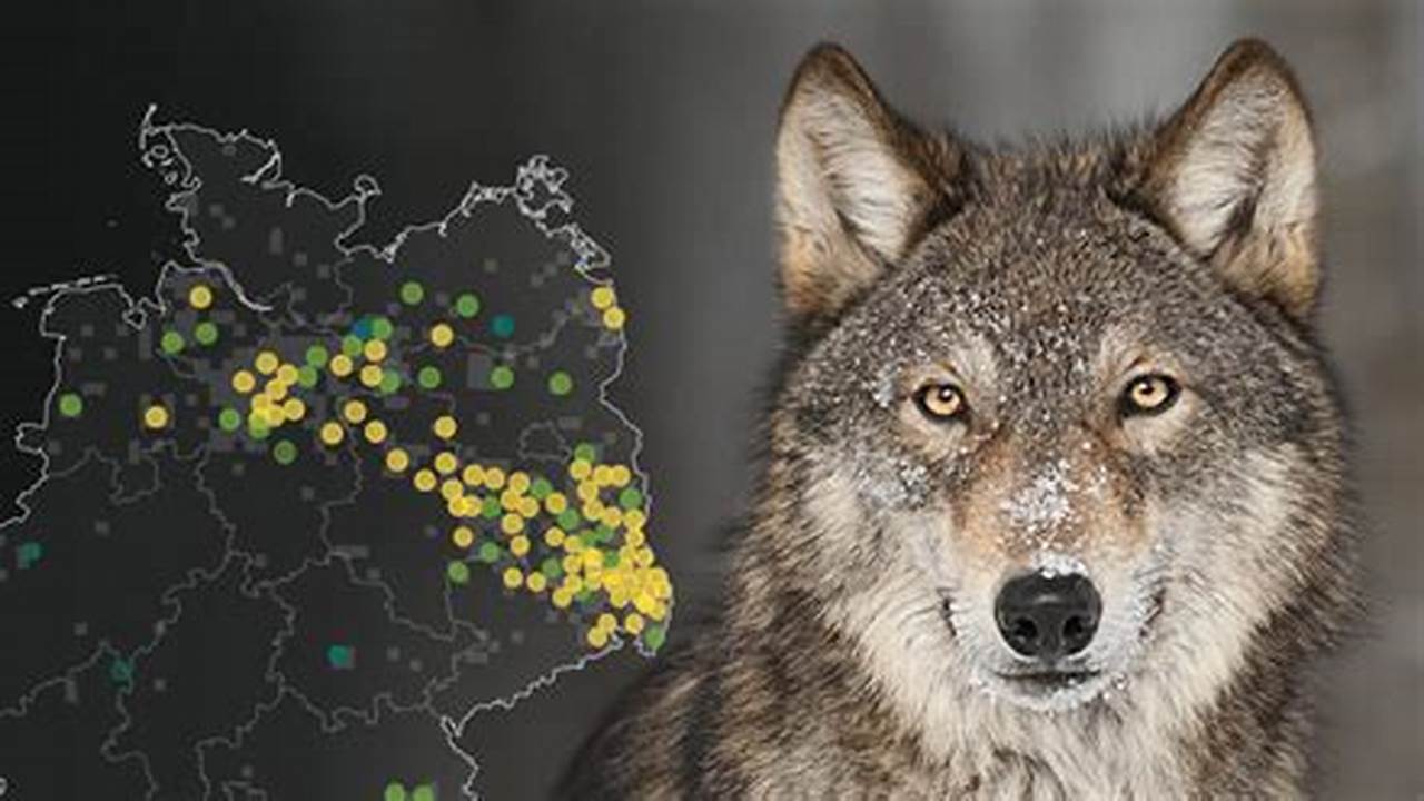 Wolf-Hotspots in Deutschland: Entdecke, wo die meisten Wölfe leben