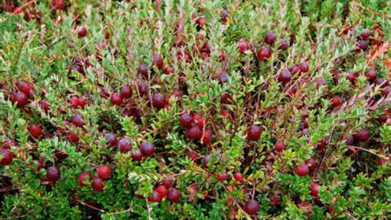 Entdecke die Geheimnisse des Cranberry-Anbaus: Wo wachsen sie und warum?