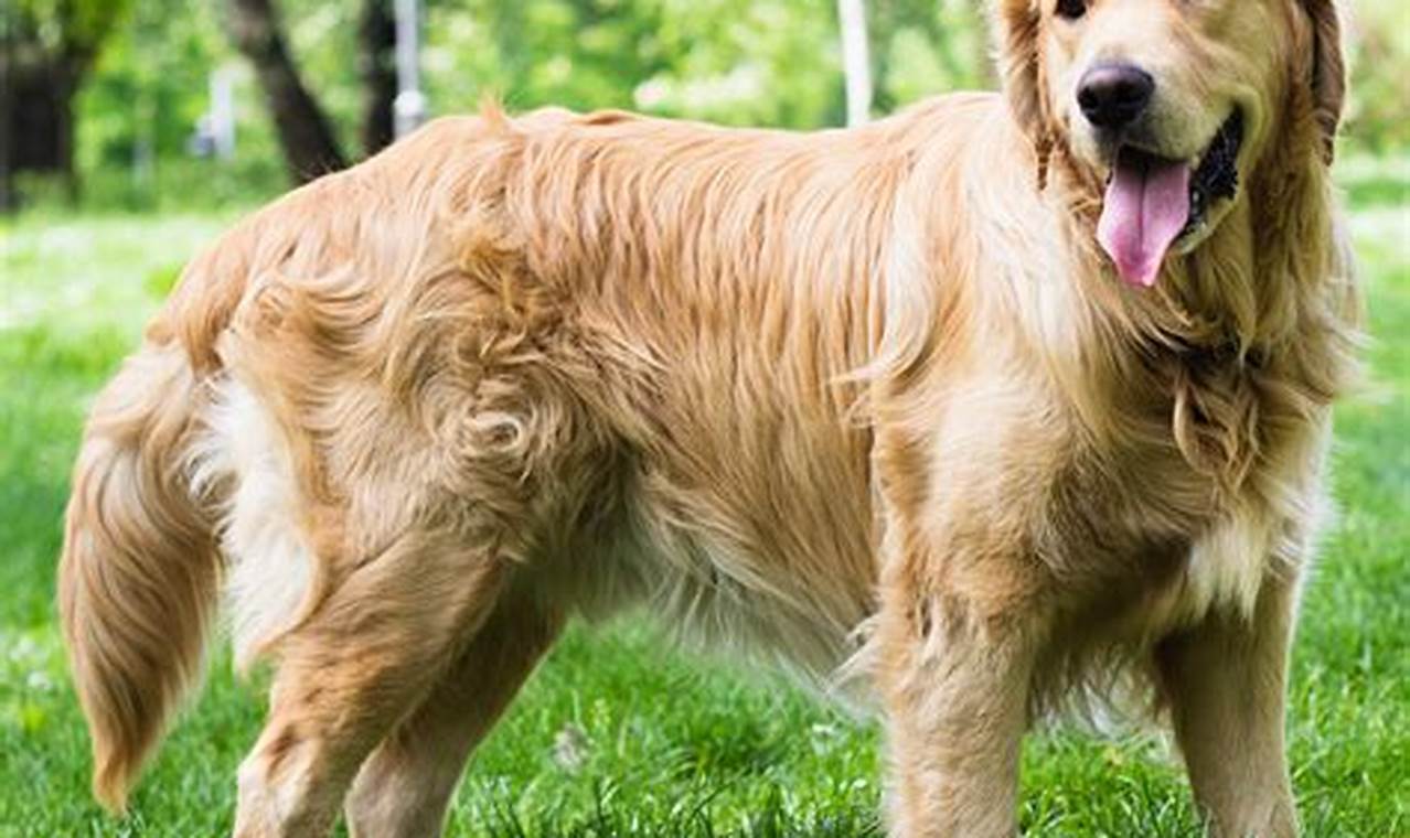 Unveiling the Exceptional: Discoveries from the World of "1 Golden Retriever"