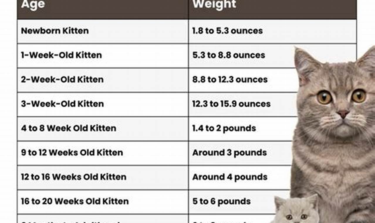 Introducing the Essential Guide for Batch 1 Growing 16-Week-Old Cats