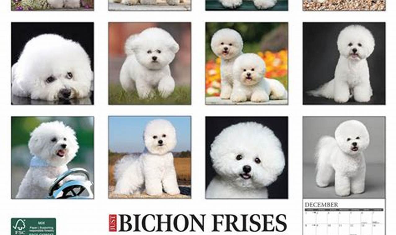 2024 Bichon Frise Wall Calendar Week