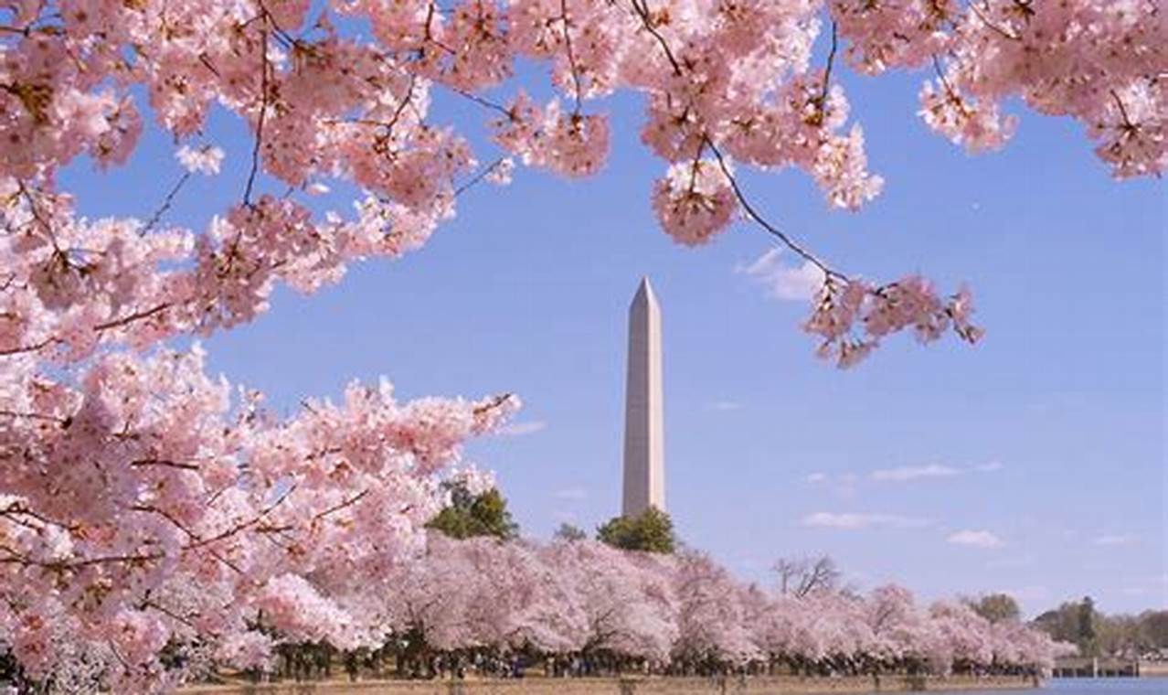 2024 Cherry Blossom Washington Dc