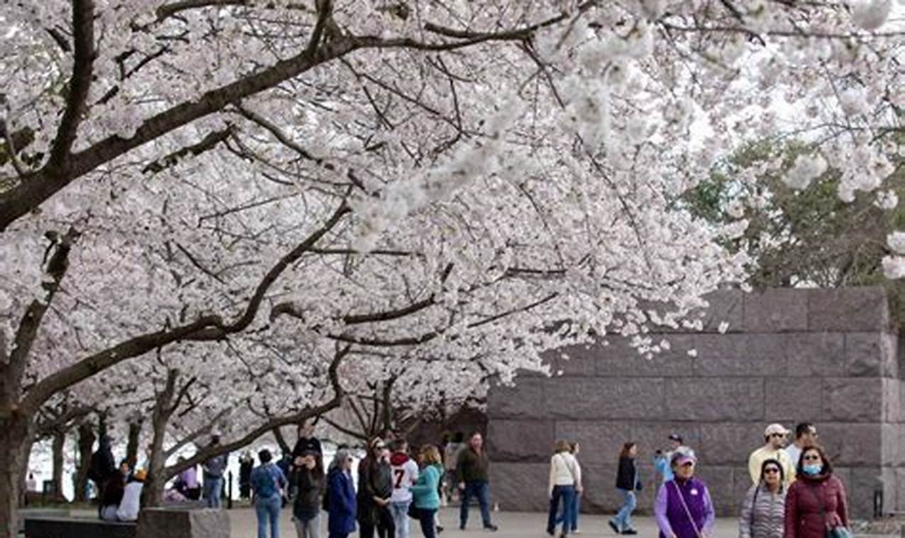 2024 National Cherry Blossom Festival