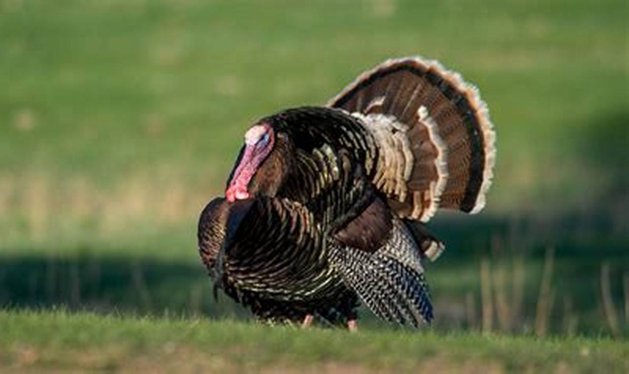 2024 Nebraska Turkey Season