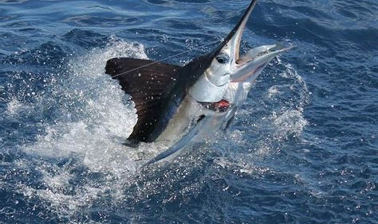 2024 White Marlin Open