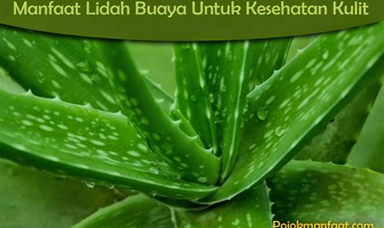 Terungkap! 4 Khasiat Luar Biasa Lidah Buaya untuk Kesehatan