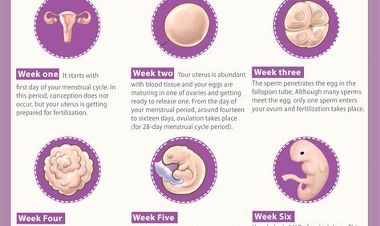 9 Weeks Pregnant Calendar