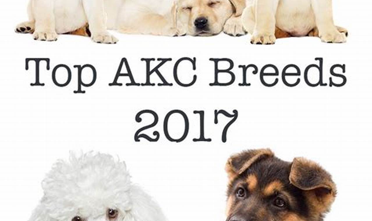 Akc Top 20 Dog Breeds 2024