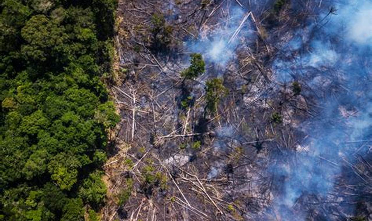 Amazon Rainforest Deforestation Pictures