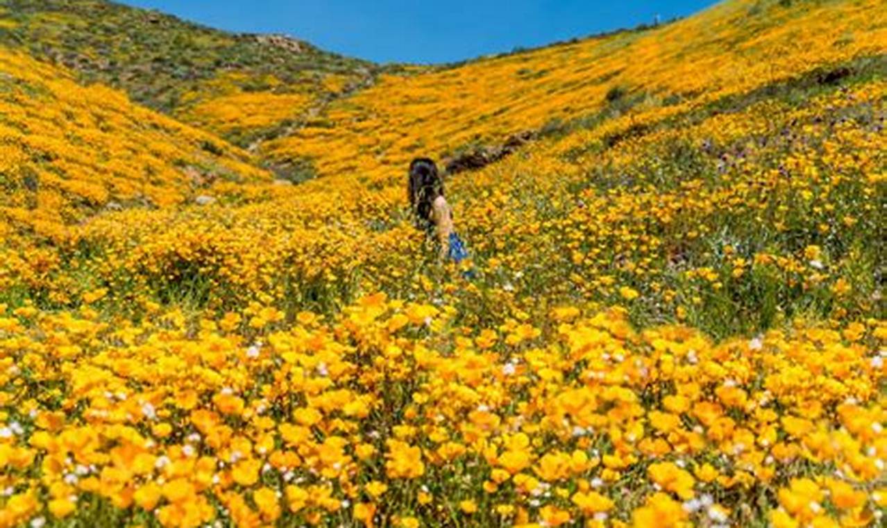 Anza Borrego Super Bloom 2024