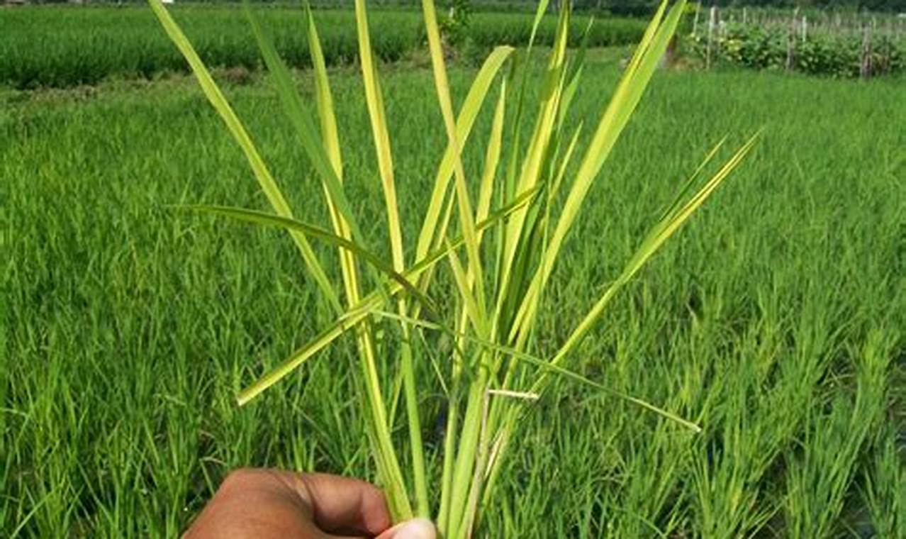 Apa penyebab tanaman padi menguning?