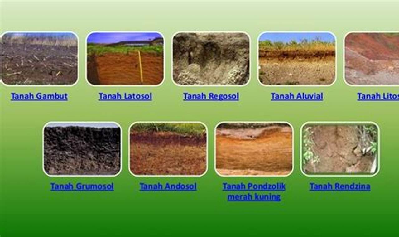 Apa perbedaan tanah aluvial dengan tanah humus?