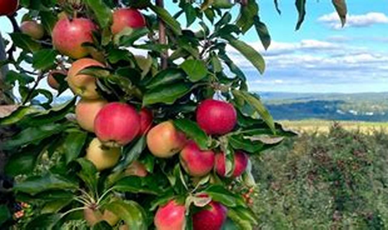 Apple Picking Connecticut 2024