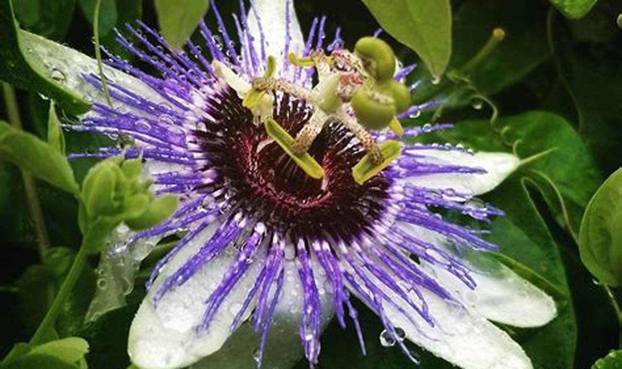 Ungkap Rahasia dan Manfaat Passiflora untuk Tanaman Hias