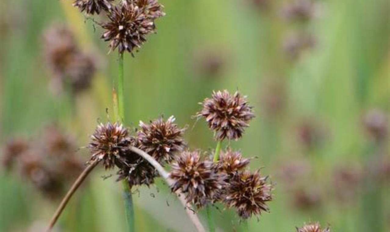 Kupas Tuntas Asal-usul dan Sejarah Tanaman Hias Rushes (Juncus sp)