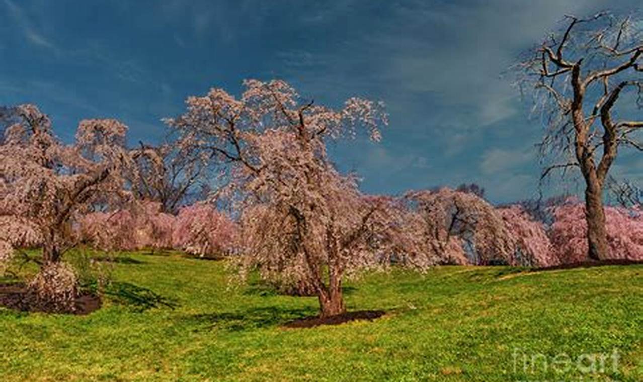 Ault Park Cherry Blossoms 2024 Calendar