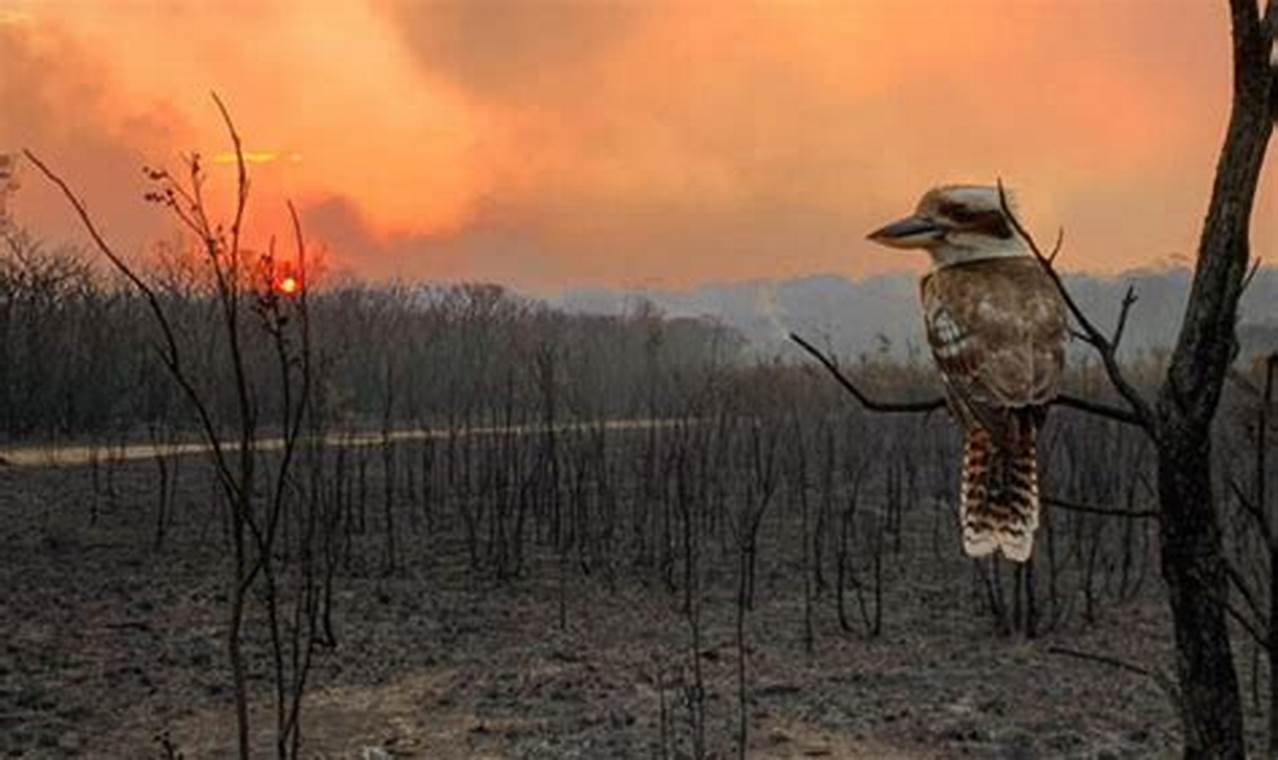 Australia Fires 2024