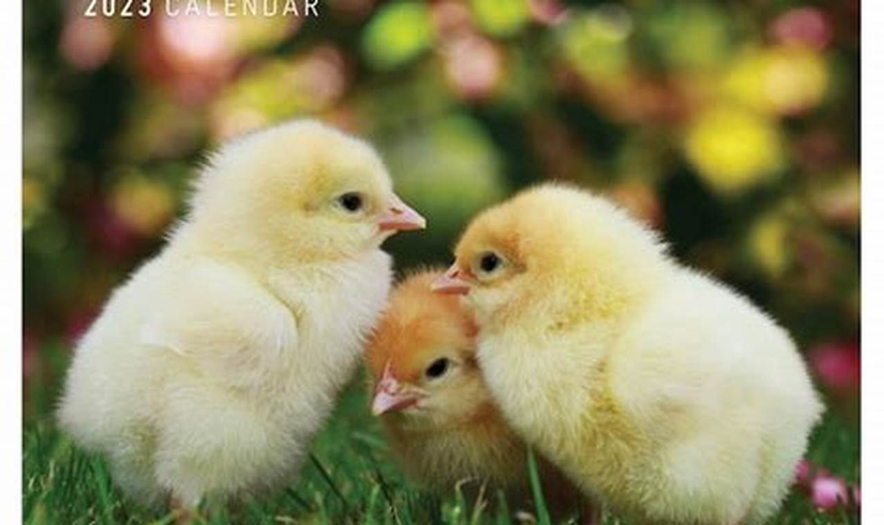 Baby Chick Calendar