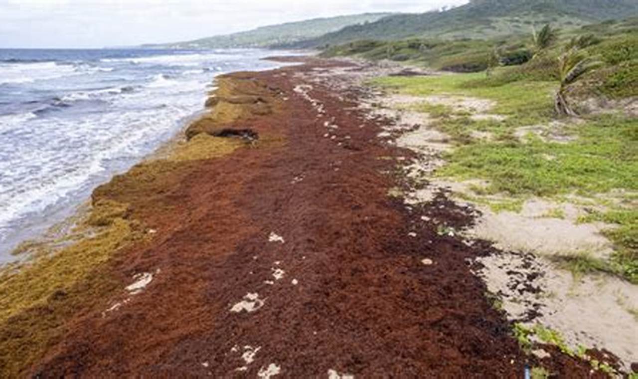 Bahamas Seaweed 2024