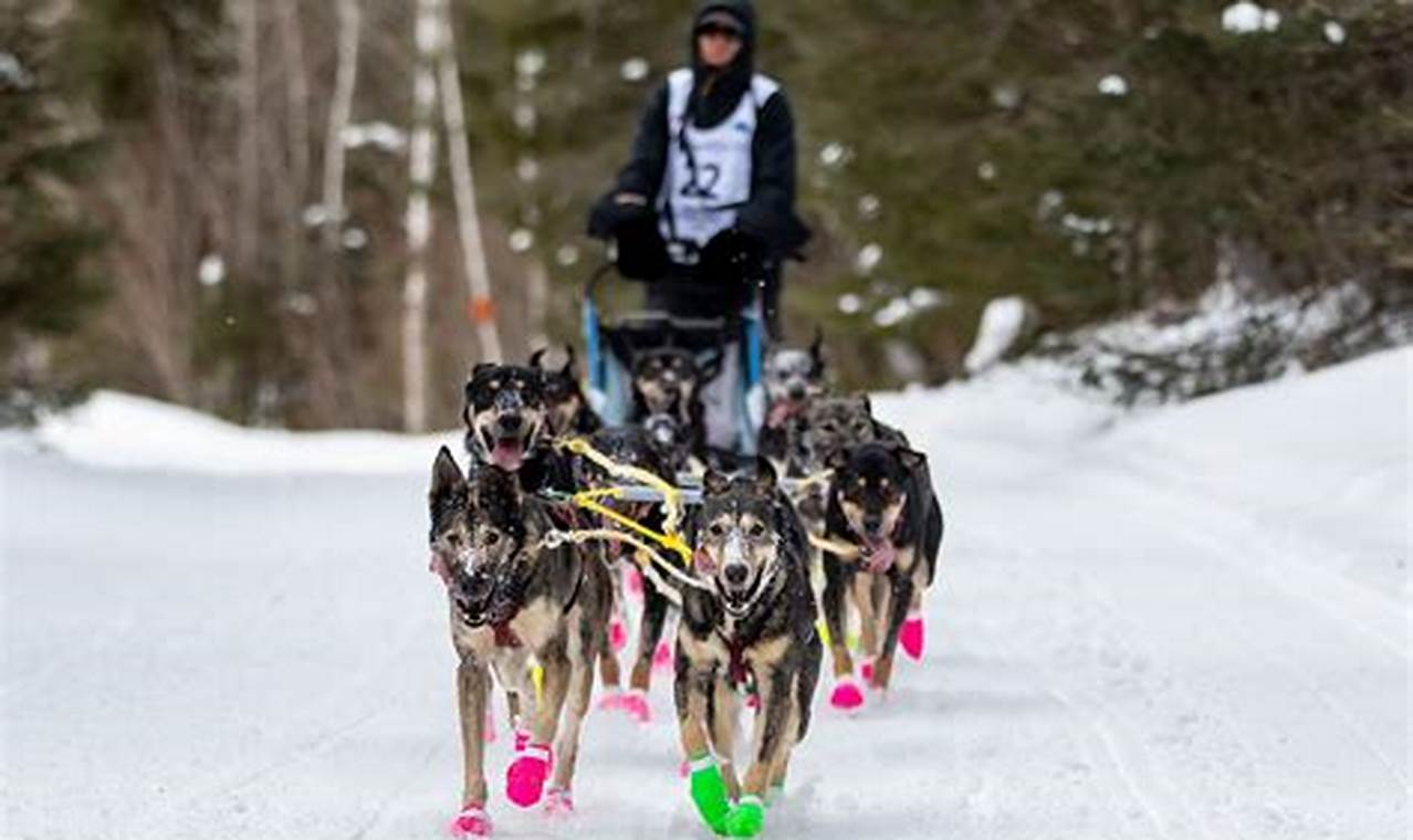 Beargrease Sled Dog Race 2024