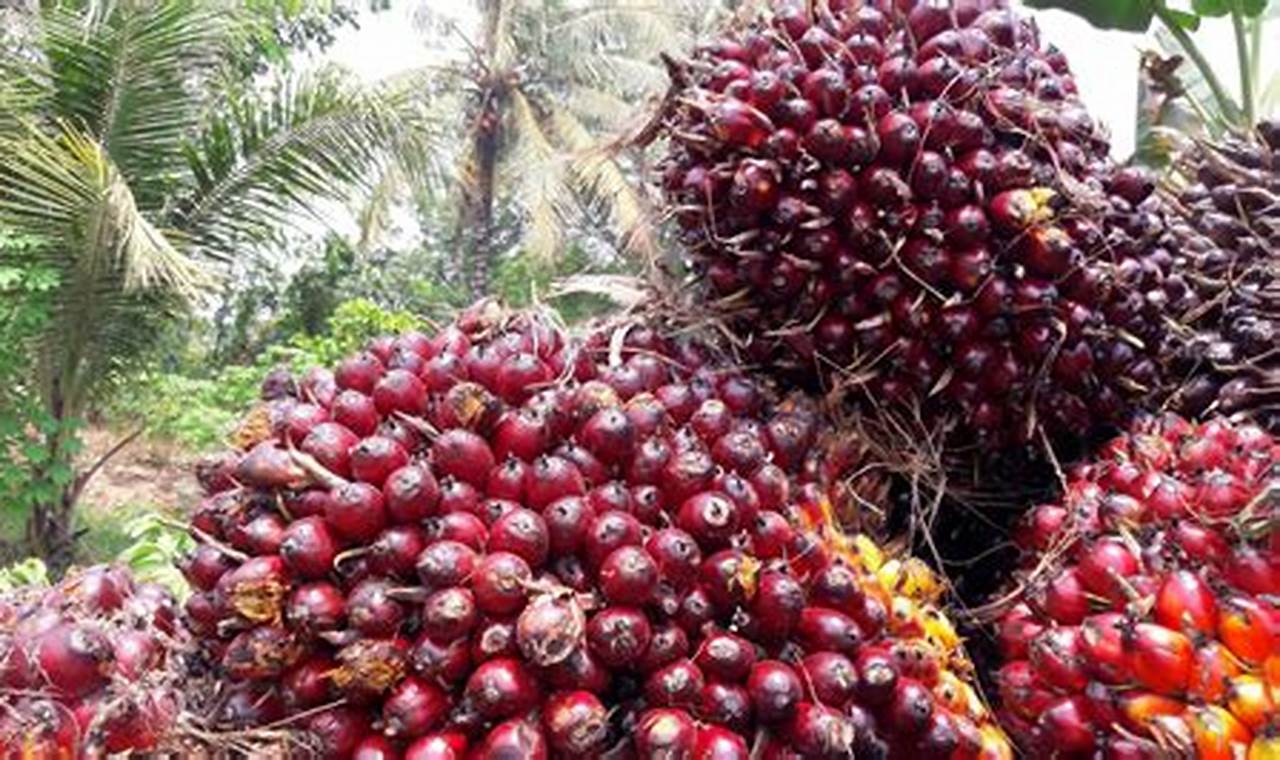 Berapa buah sawit dalam 1 pohon?