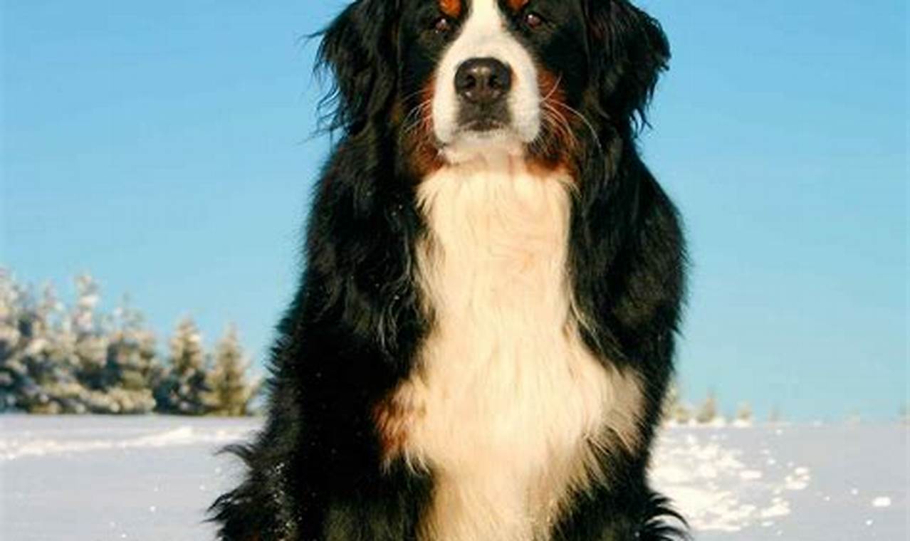 Bernese Mountain Dog Calendar 2024 Free