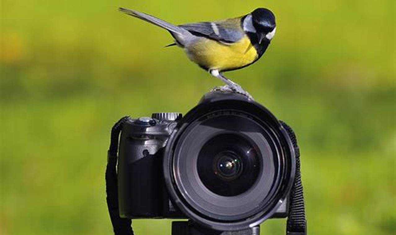 Best Bird Camera 2024