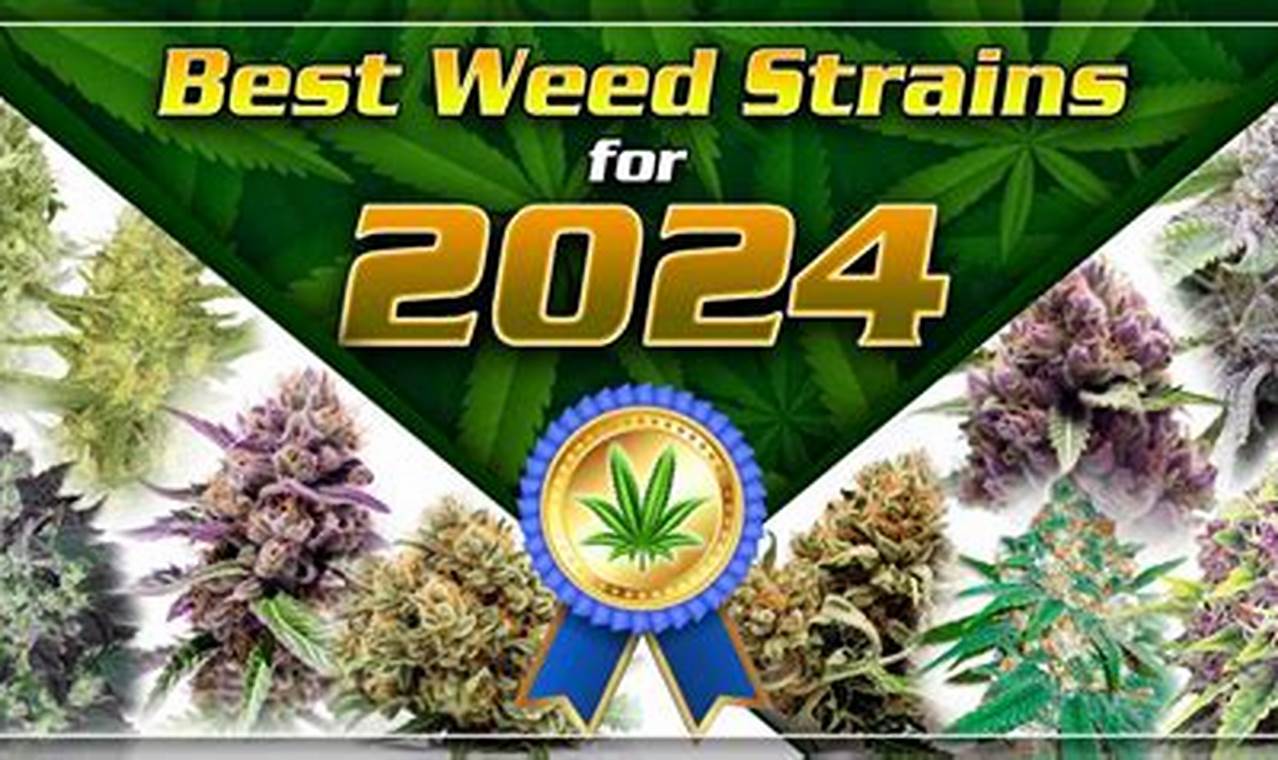 Best Cookies Strains 2024