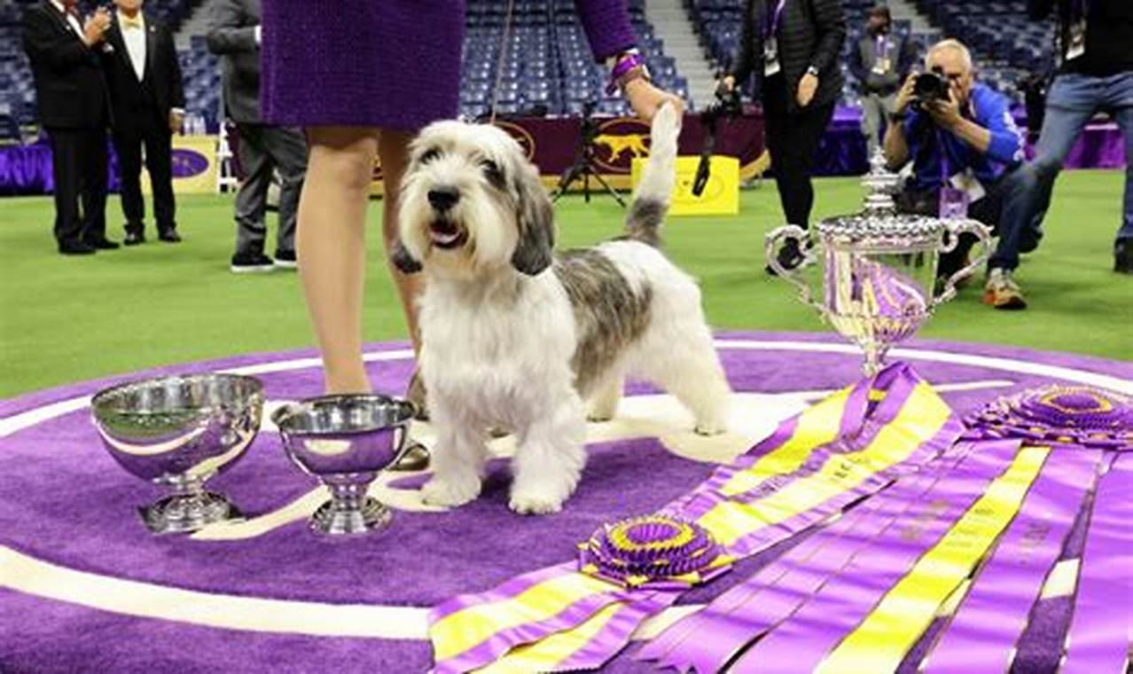 Best In Show Westminster Dog Show 2024
