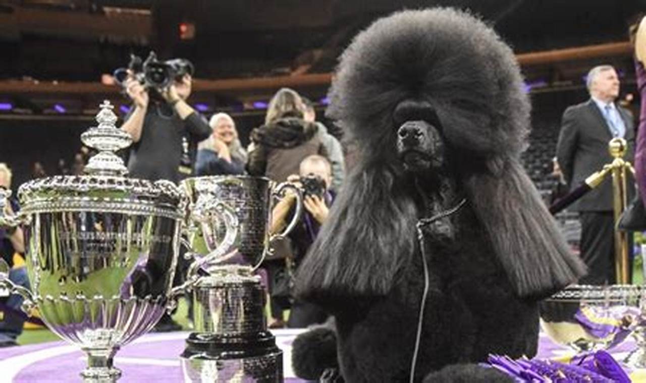 Best Of Show Dog 2024